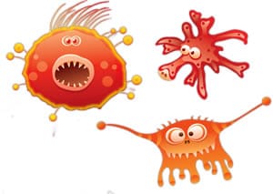 Bacteria
