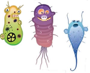 Bacteria