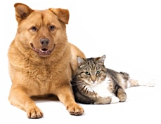 Contact ProVetLogic