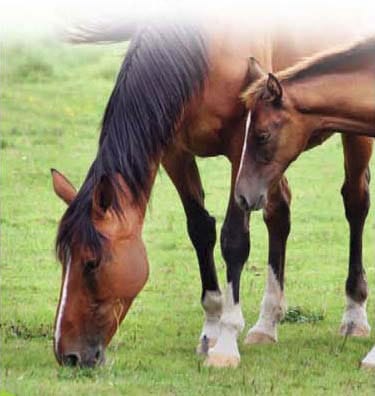 equine stable cleaner