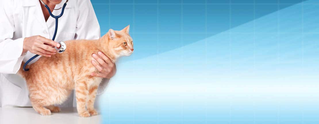 Feline examinations