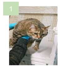 Remove the cats