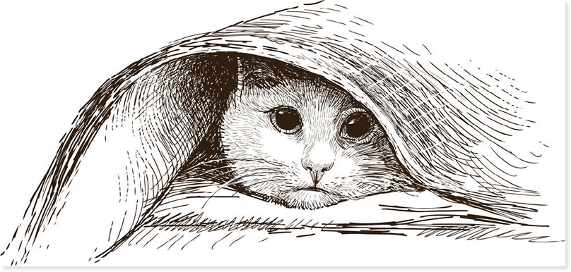 Feline Care