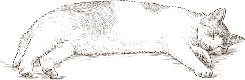 Sleeping cat