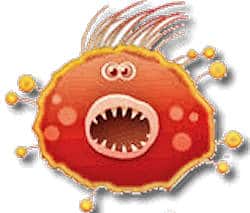 Canine Parvovirus
