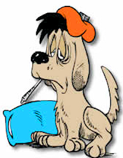 Animal Facility Kills Dog Flu