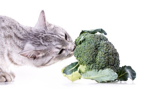 If a cat can't smell it, he won't eat it
