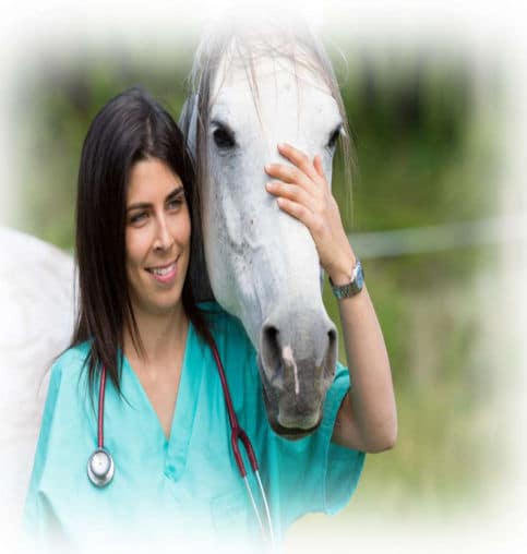 Horse Vet