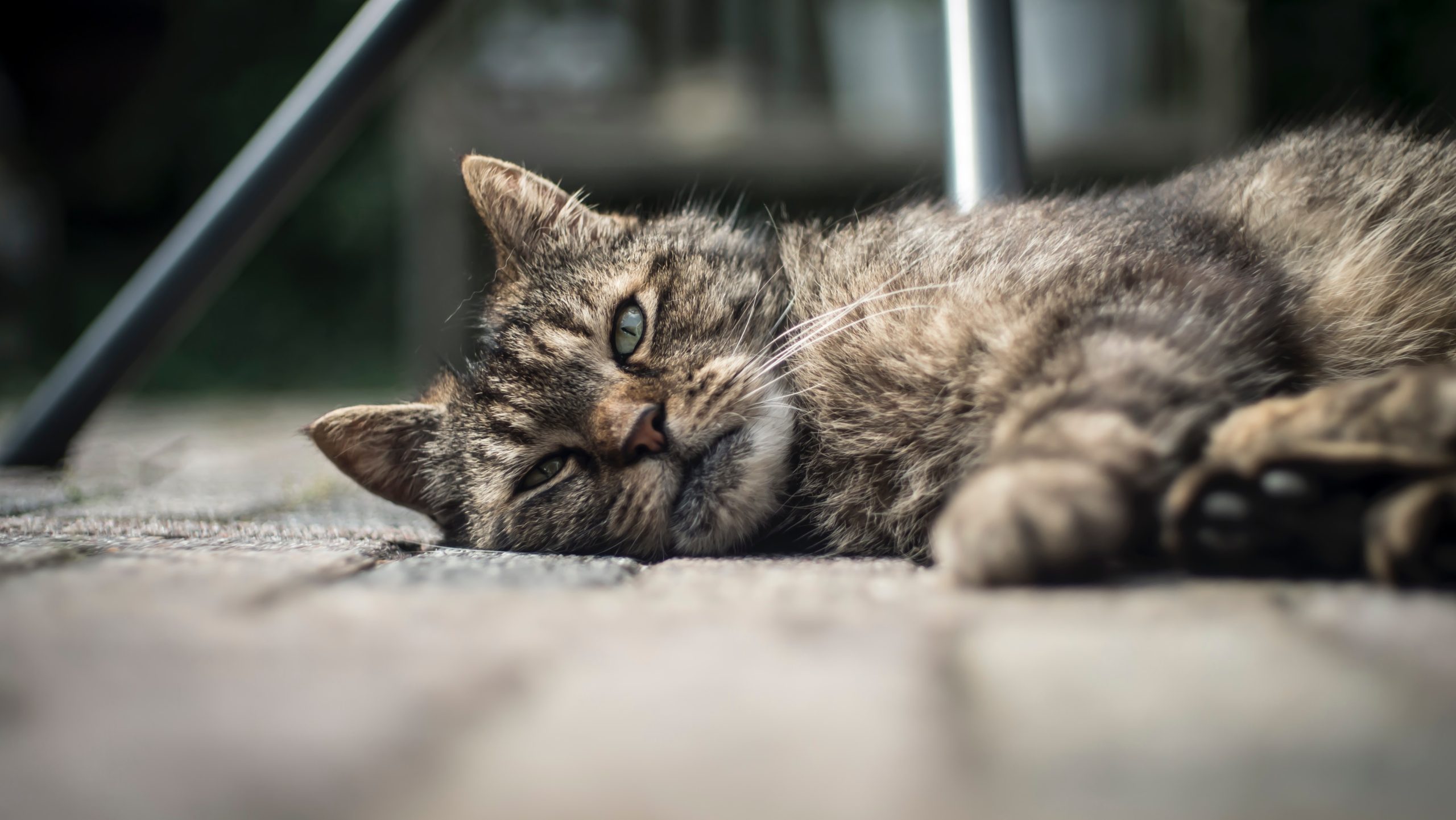 Resting Cat on Customer Reviews