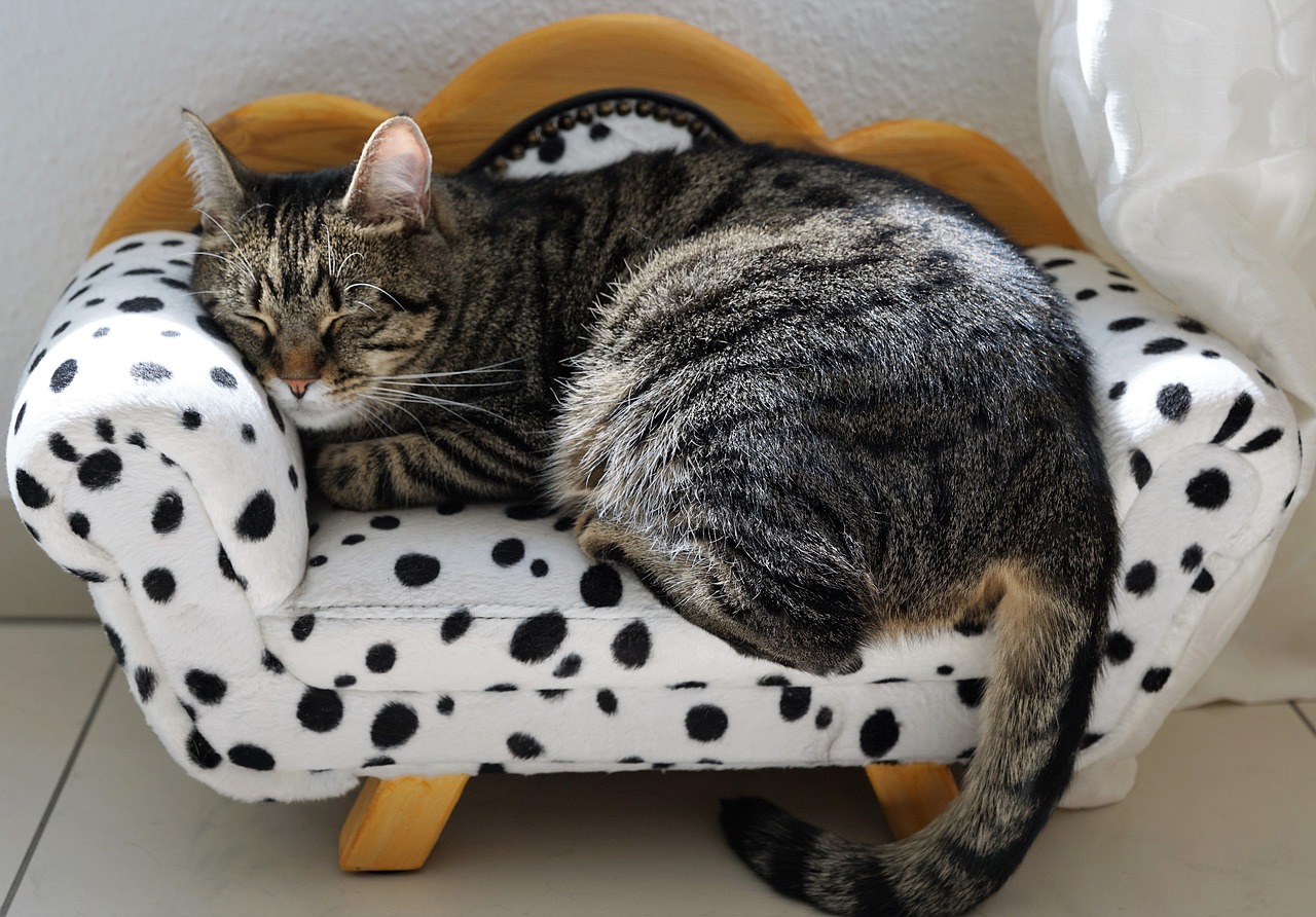Essential Animal Care Protocols