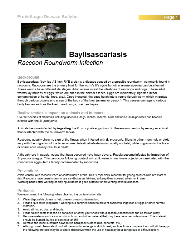 Racoon Roundworm Infection