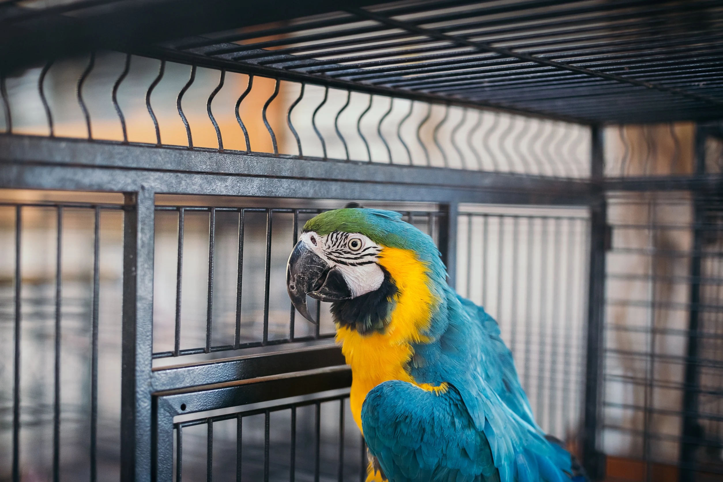 Parrot